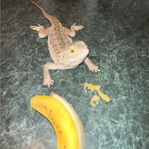 Meet your Posher, Cody & His bearded dragon :)